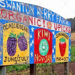 Swanton Berry Farm