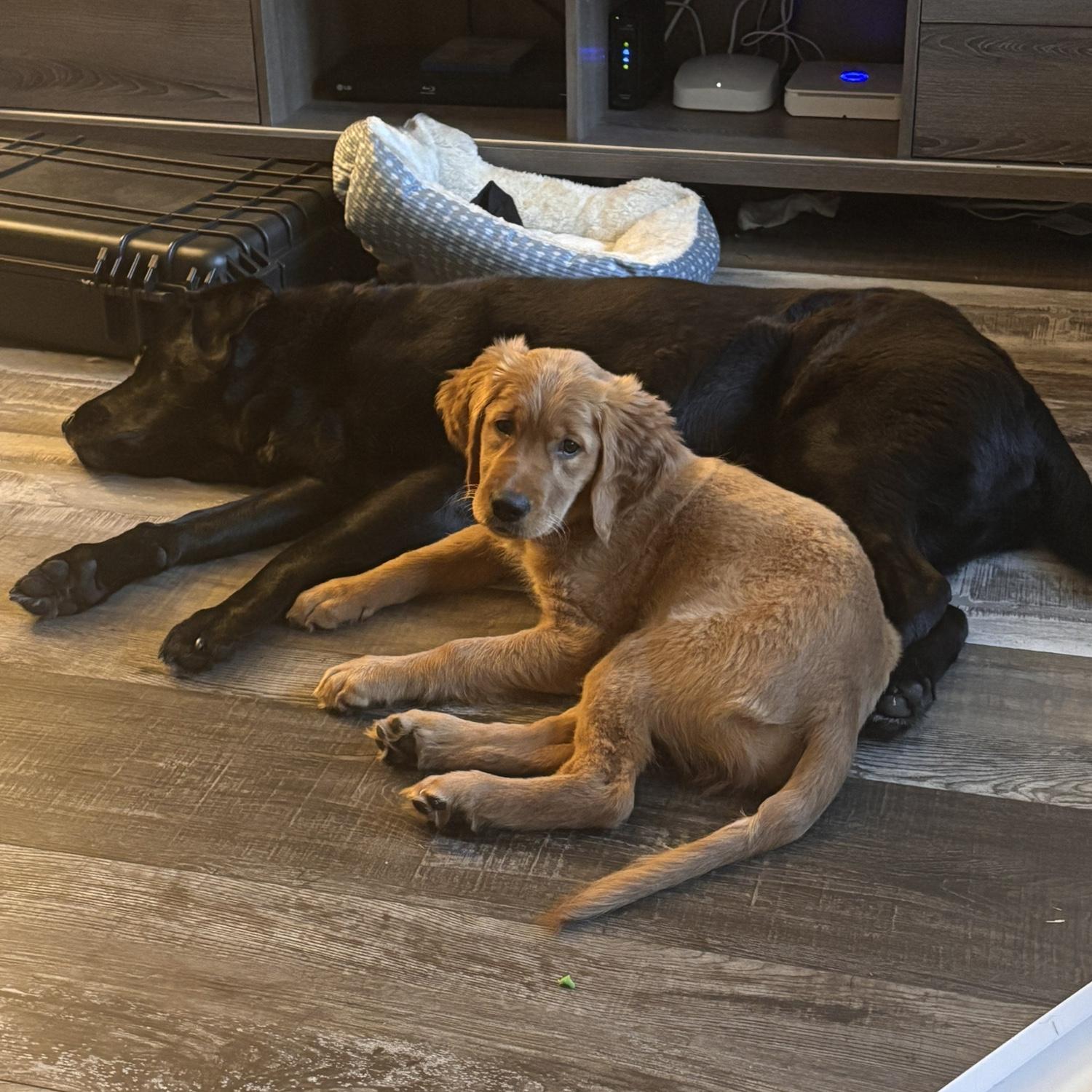 Puppy Callie, Still Thick Kimber