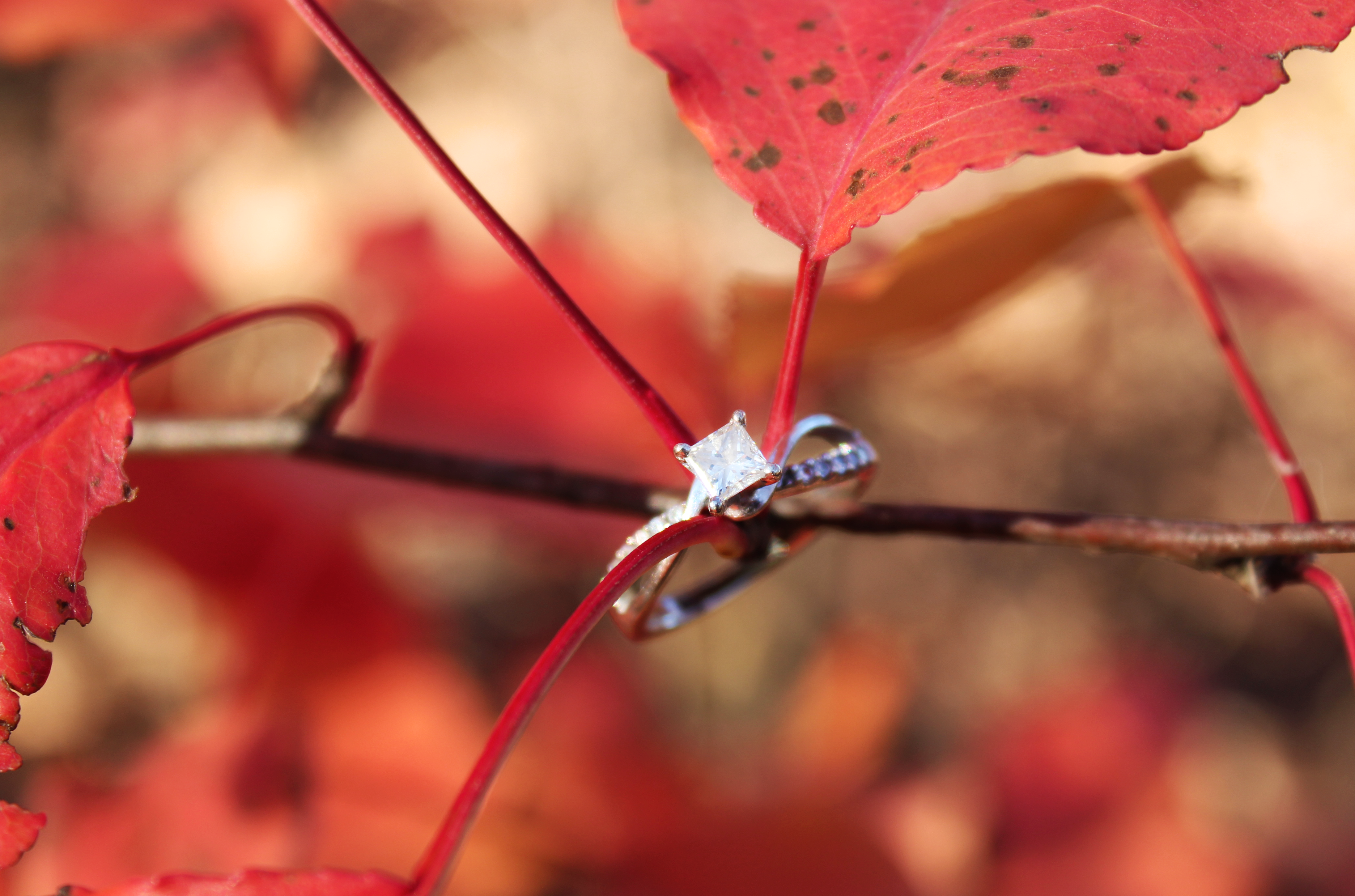 The Wedding Website of Rosalie Johnson and Christopher Lewis