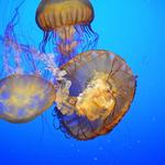 Omaha's Henry Doorly Zoo and Aquarium