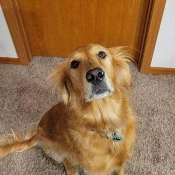 Our Golden Retriever Fund