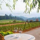 Sip and Savor at Local Wineries