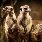Chattanooga Zoo