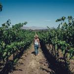 Wilridge Vineyard, Winery & Distillery