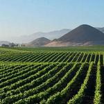 Wine tasting in Edna Valley