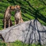 Smithsonian National Zoological Park