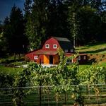 Dancing Fish Vineyards
