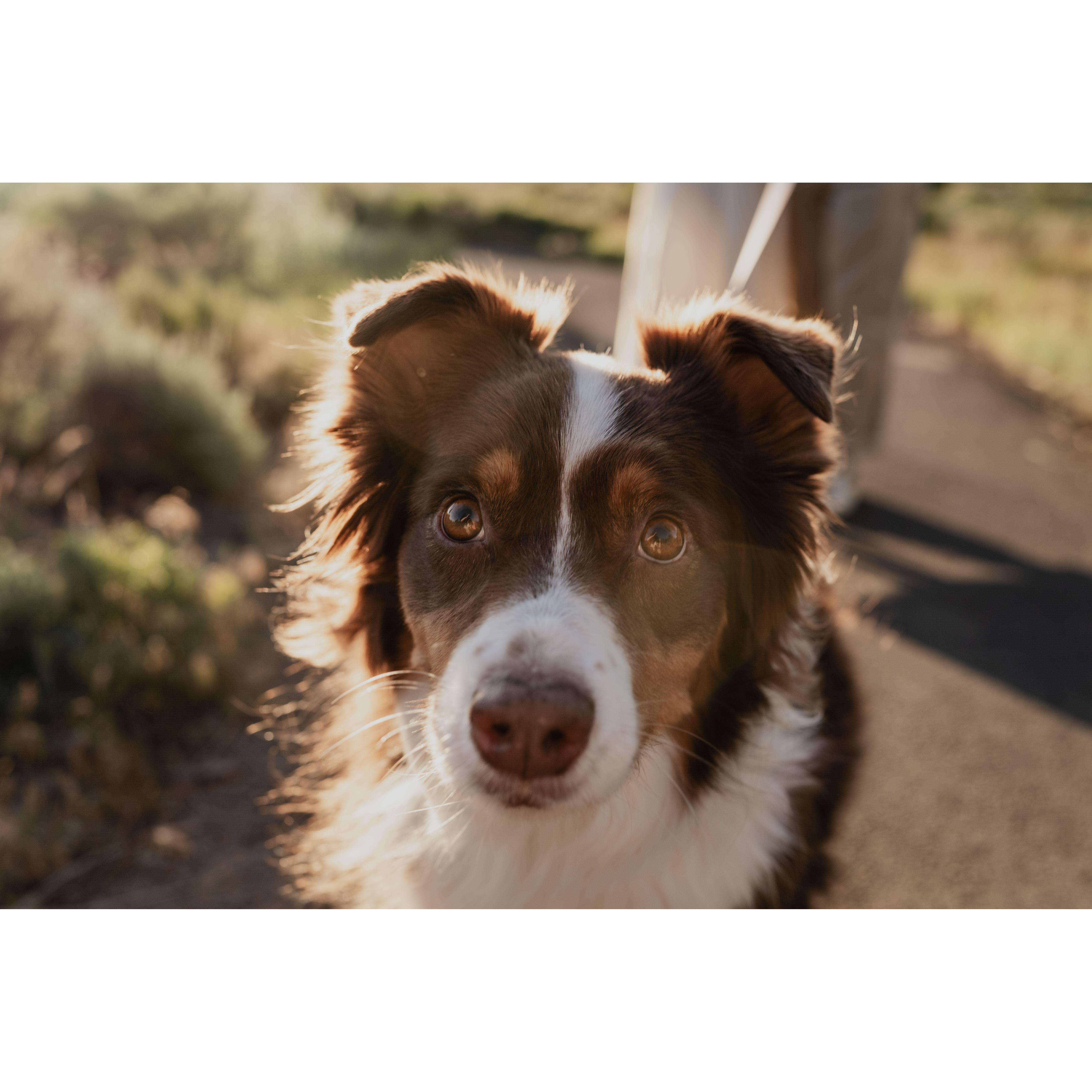 Our sweet girl, Lulu!