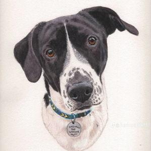 Pet Care for Wedding/Honeymoon