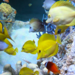 New England Aquarium