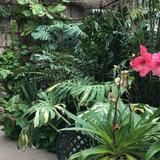 Luthy Botanical Gardens