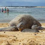 Poipu Beach