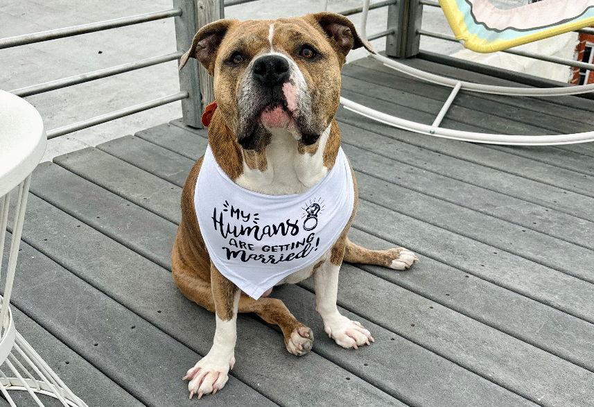 The Wedding Website of Cailín Frankland and Vishie Betapudi