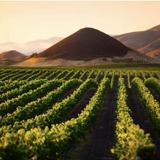 Wine Tasting in Edna Valley