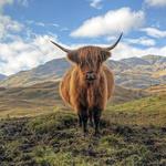 Loch Lomond, Stirling Castle and the Kelpies bus tour from Edinburgh