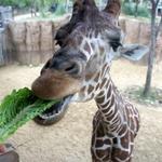 The Living Desert Zoo and Gardens