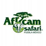 Africam Safari