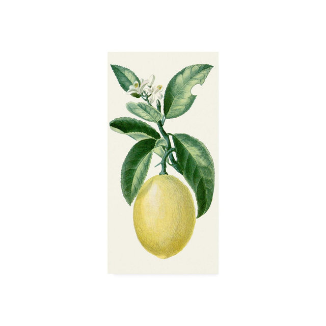 Turpin Turpin Fruit I Canvas Art - 15" x 20"