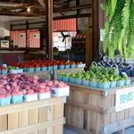 Anderson Orchard