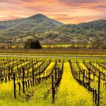 Things to Do in Napa Valley