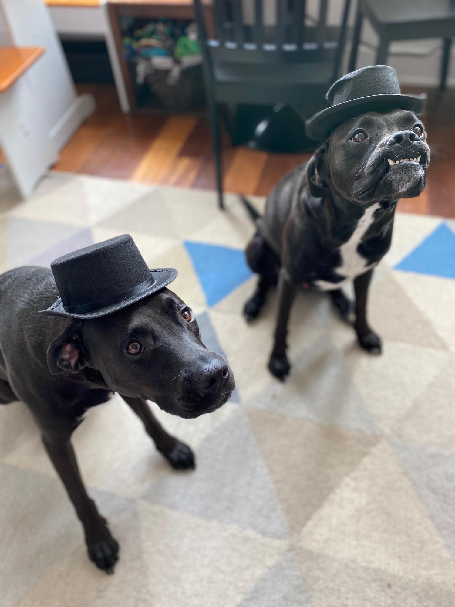 They are such gentlmen