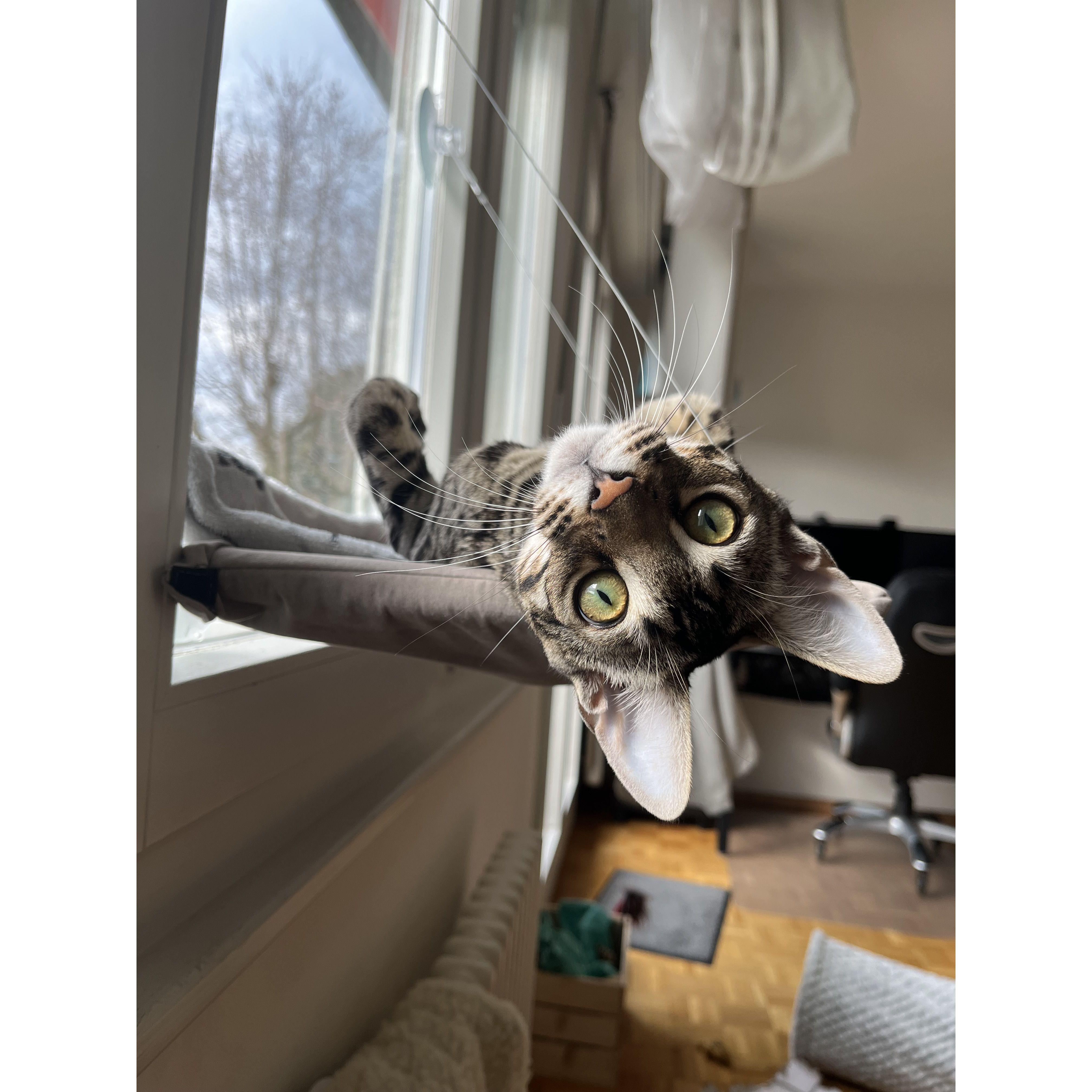Our cat Koopa!