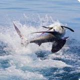Off-Shore Fishing
