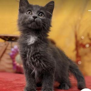 Animal Shelter Donation