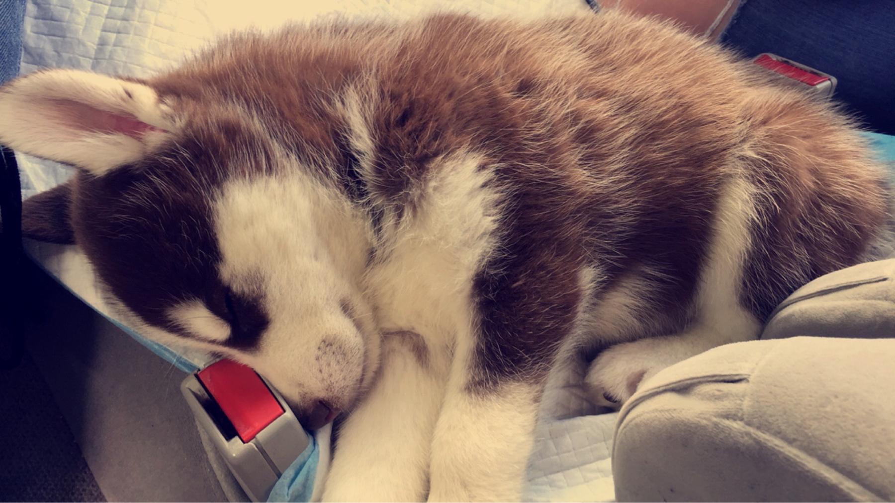 The day we got Achilles- September 19th, 2016