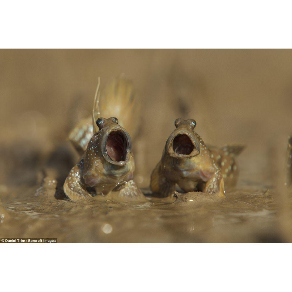 Two mudskippers courting potential mates...  (photo cred Daniel Trim)