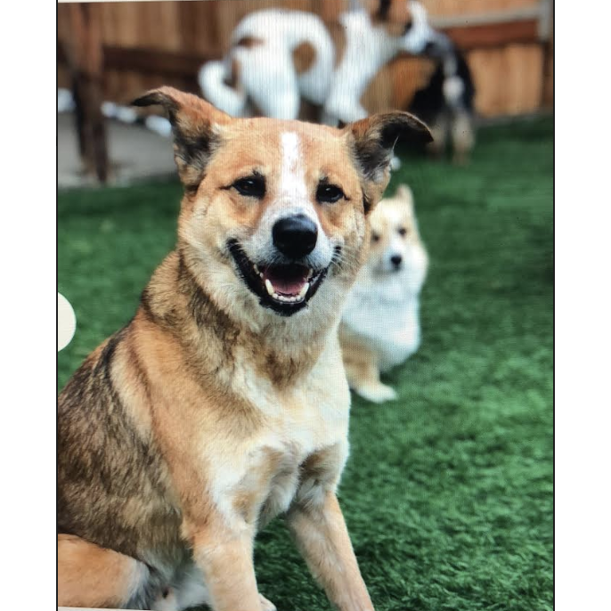 Maybe the most photogenic dog on this planet. Charlie-boy smiling at daycare.