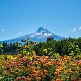 Hood River Fruit Loop