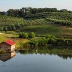 Mercier Orchards