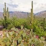 Catalina State Park