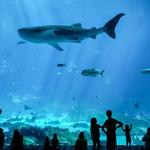 Georgia Aquarium