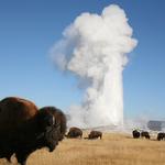 Yellowstone National Park