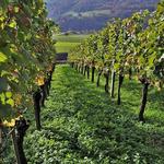 Jefferson Vineyards