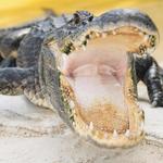 Everglades Safari Park