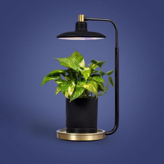 Tabletop Grow Light, Black
