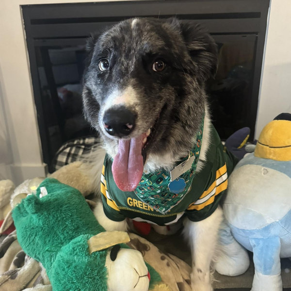 Our Pet Toy Fund