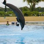 Dolphins