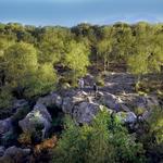 Forêt de Fontainebleau
