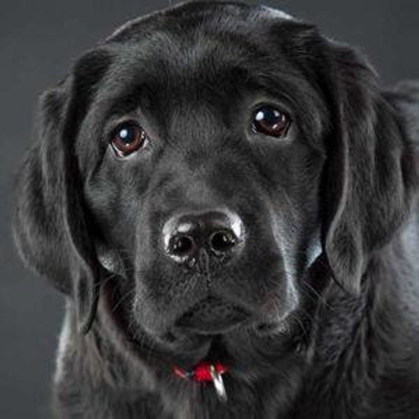 Our puppy fund