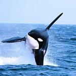 Port Angeles Whale Watch Company