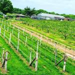 Rose Vineyards and Winery