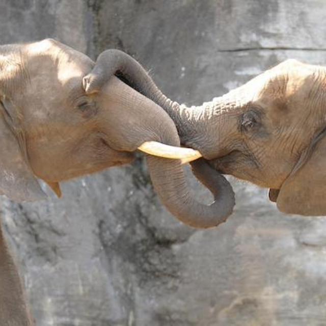 Wild Africa Trek Private Safari