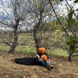 Hardeman Orchards