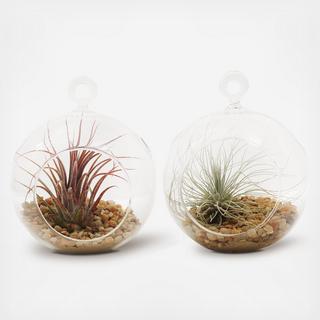 2-Piece Mini Air Plant Terrarium Set