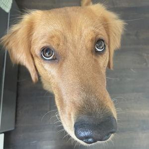 Treats for Maple
