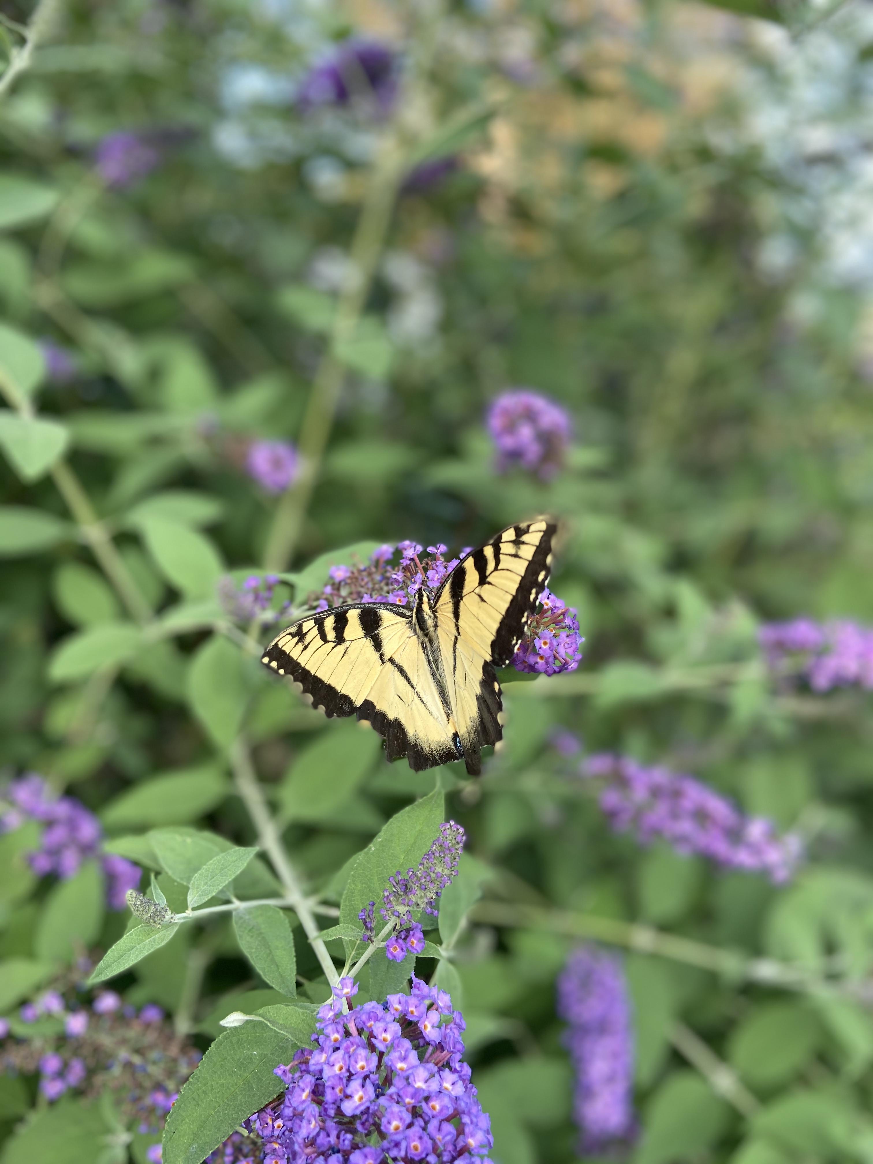 The Wedding Website of Becca Liberto and Dennis LaPorte